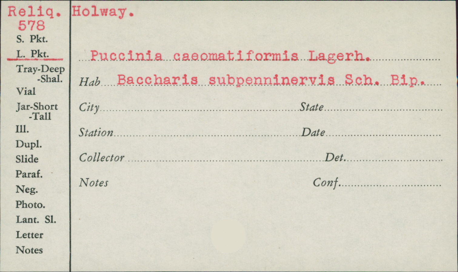 Puccinia caeomatiformis image