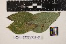 Puccinia obrepta image