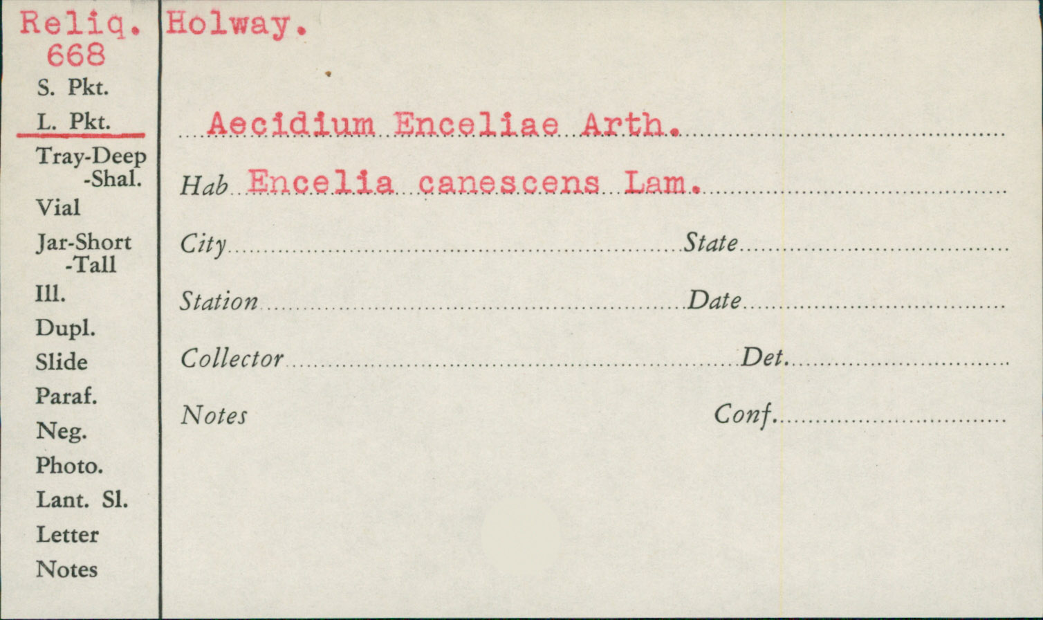 Aecidium enceliae image