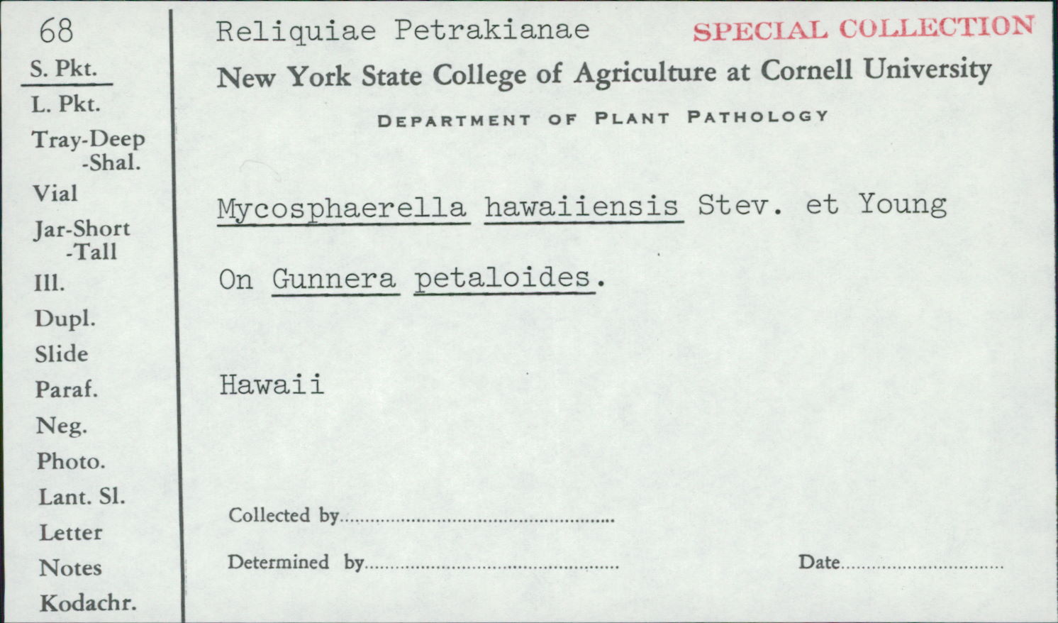 Mycosphaerella hawaiiensis image