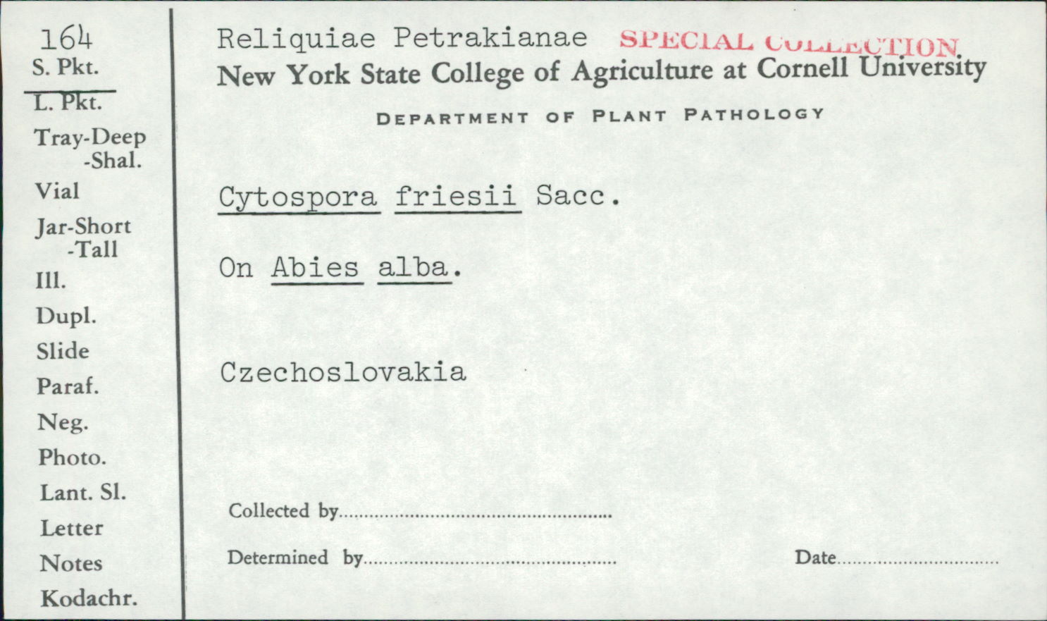 Cytospora friesii image