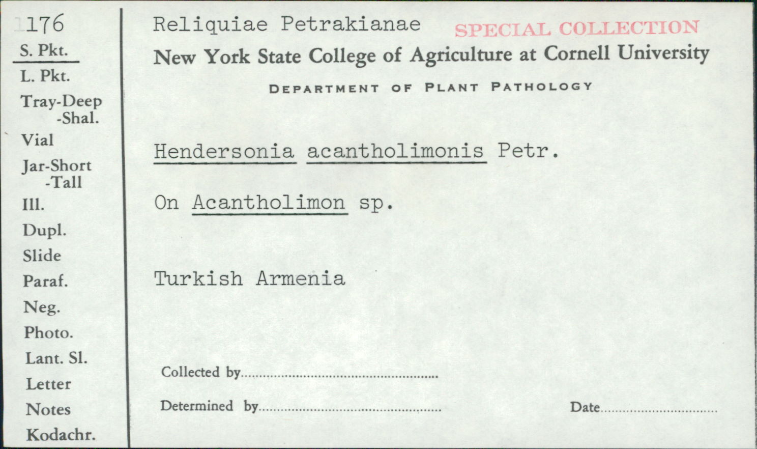 Hendersonia acantholimonis image
