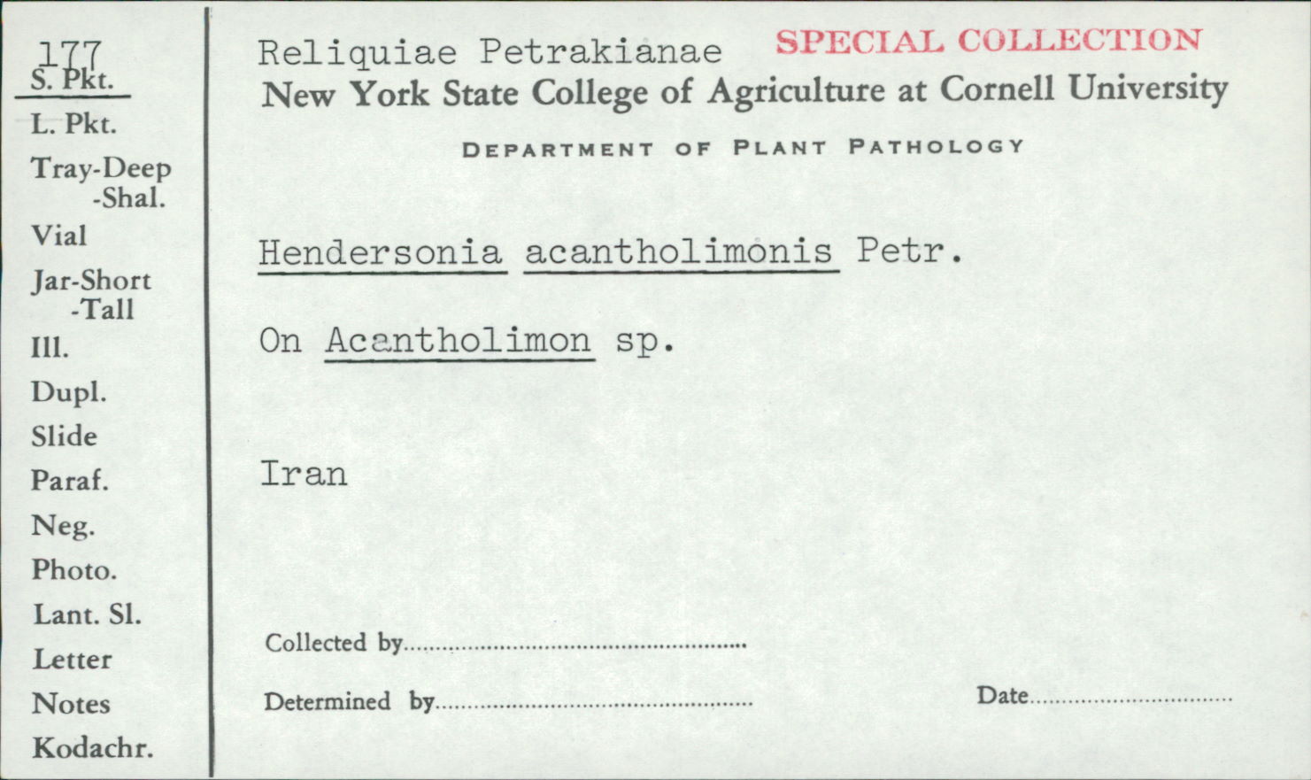 Hendersonia acantholimonis image