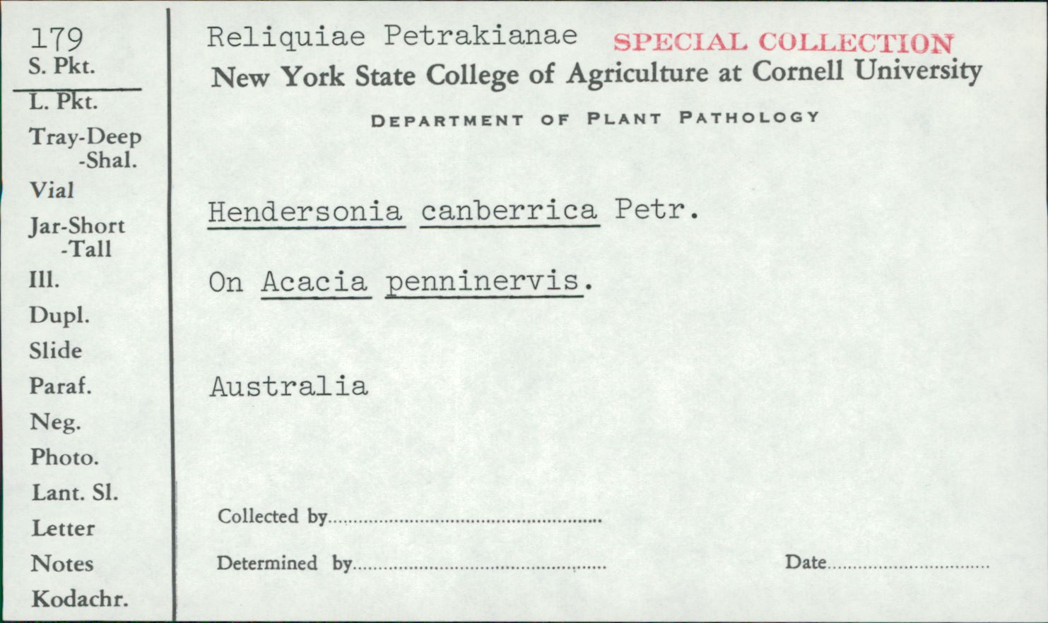 Hendersonia canberrica image