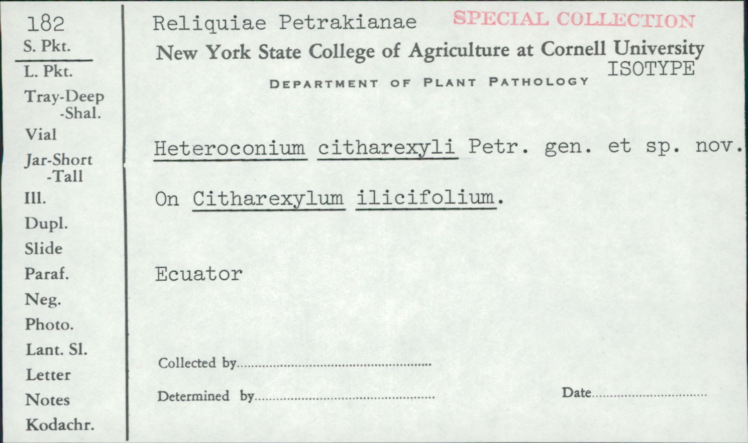 Heteroconium citharexyli image