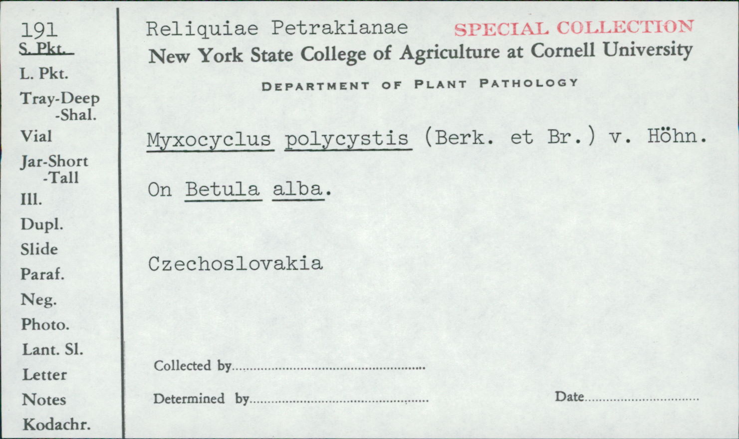Myxocyclus polycystis image