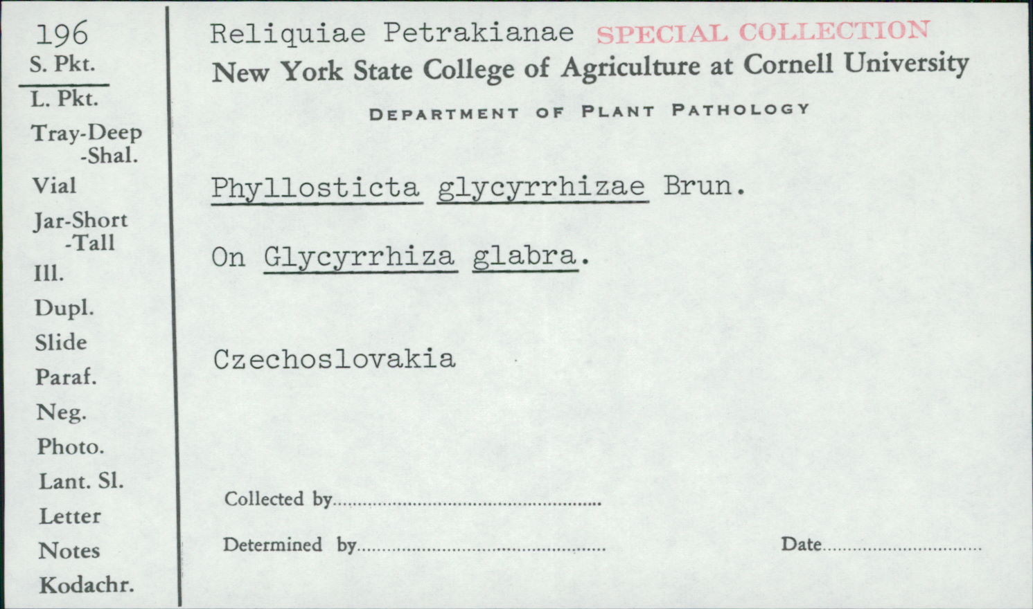 Phyllosticta glycyrrhizae image