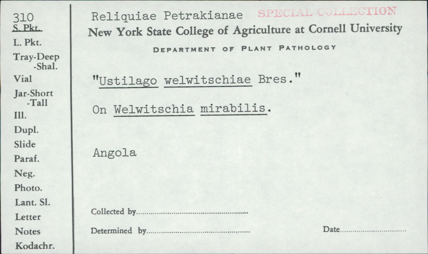 Ustilago welwitschiae image