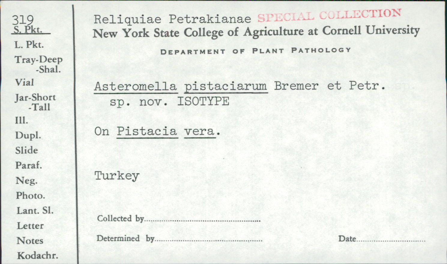 Asteromella pistaciarum image