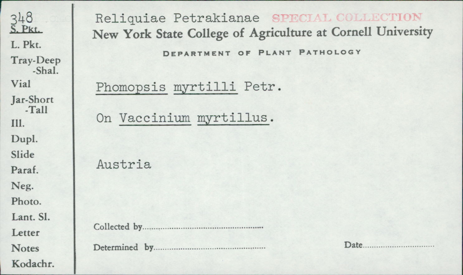 Phomopsis myrtilli image