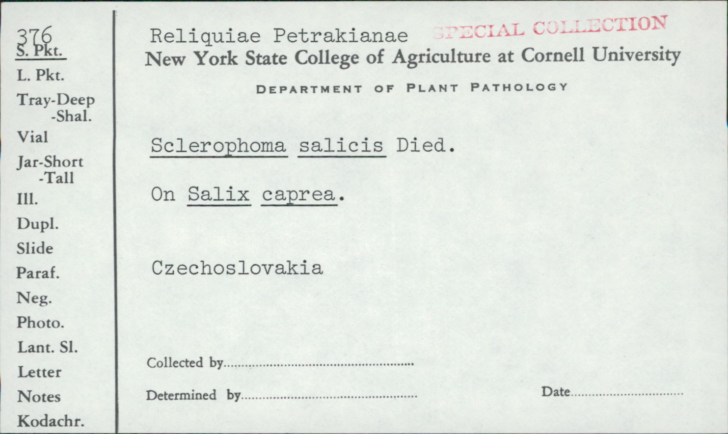 Sclerophoma salicis image