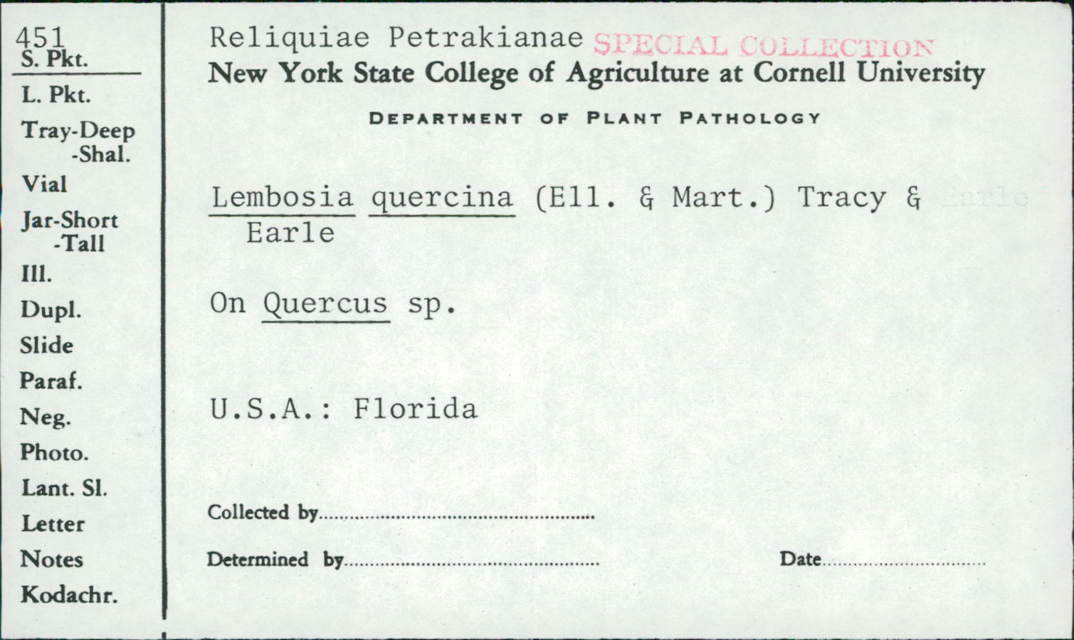 Lembosia quercina image
