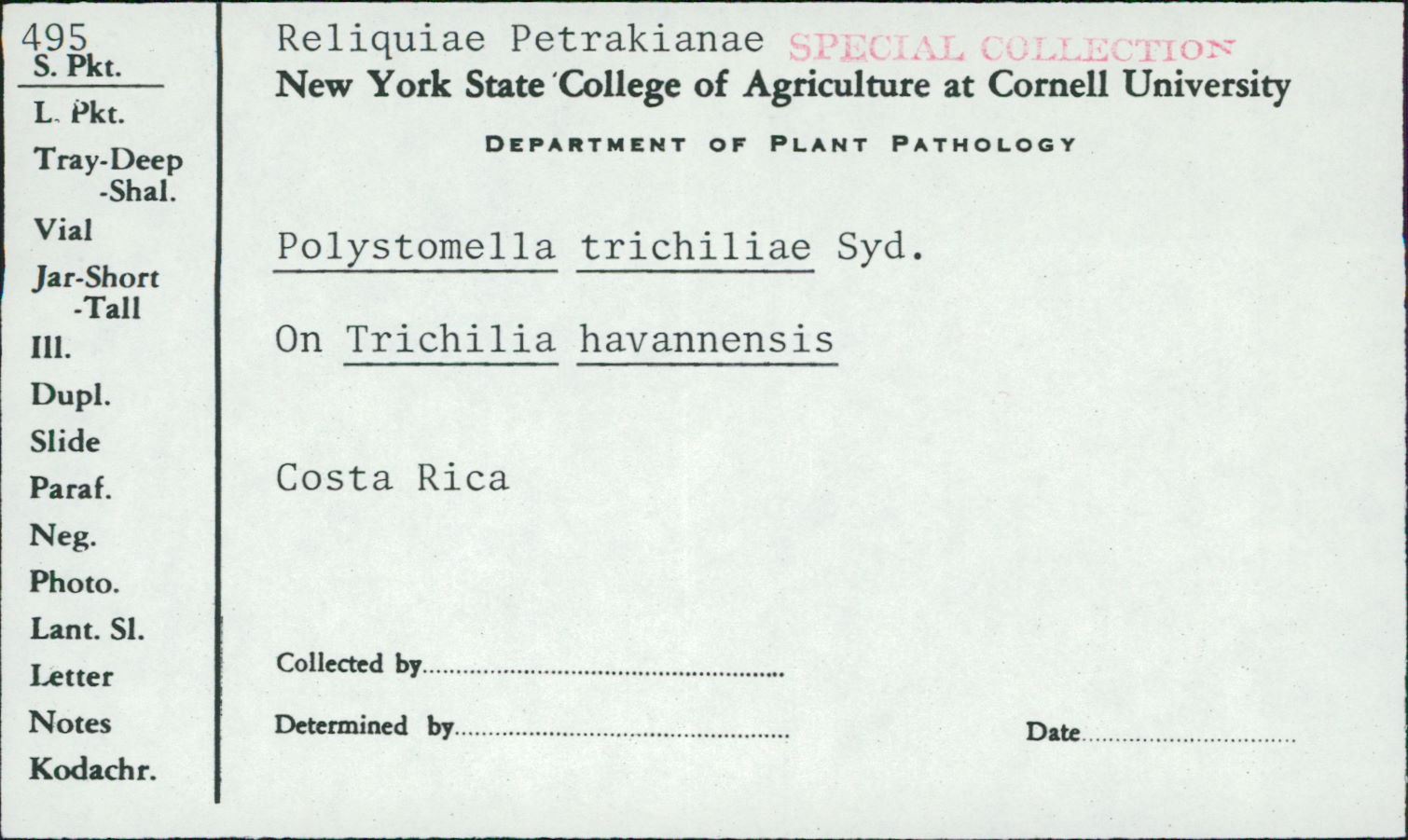 Polystomella trichiliae image