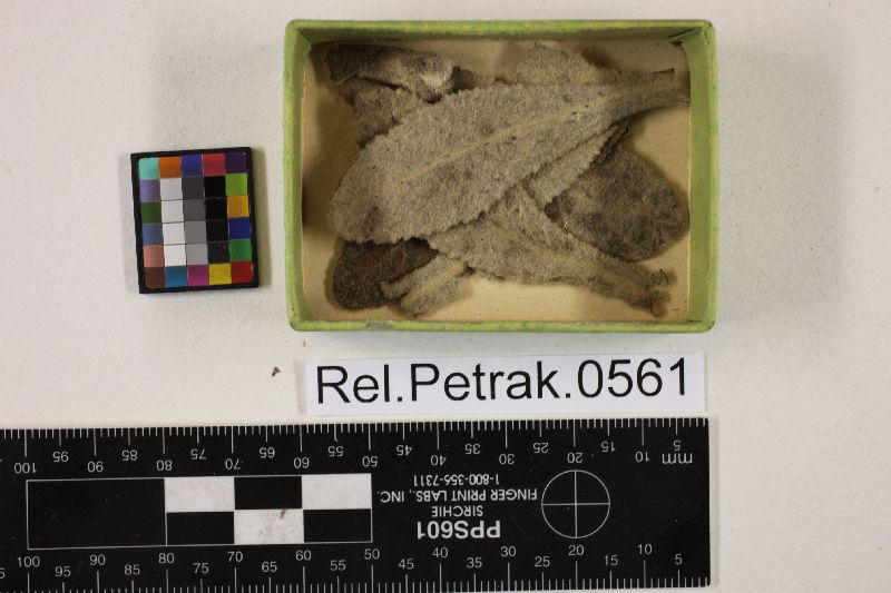 Pseudocercospora pterocauli image