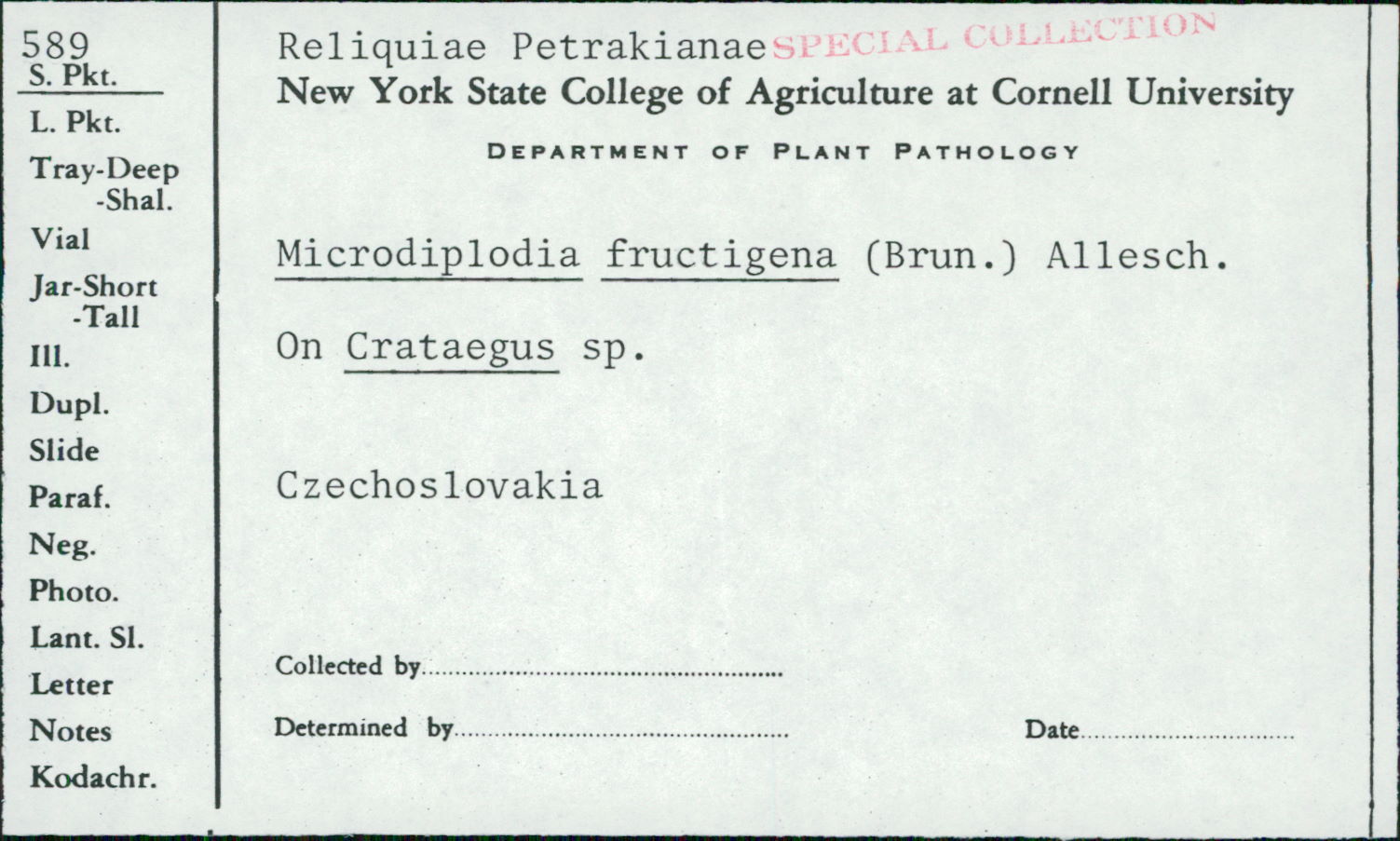 Microdiplodia fructigena image