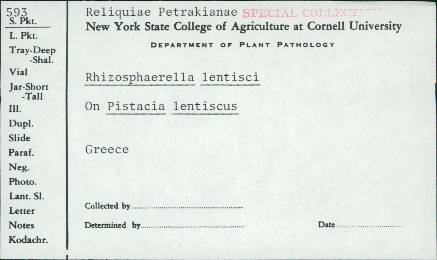 Rhizosphaerella lentisci image