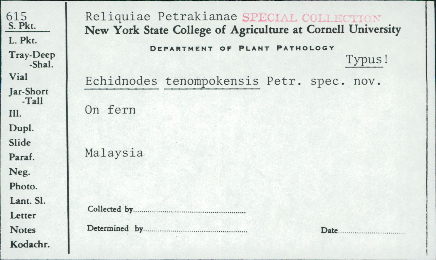 Echidnodes tenompokensis image