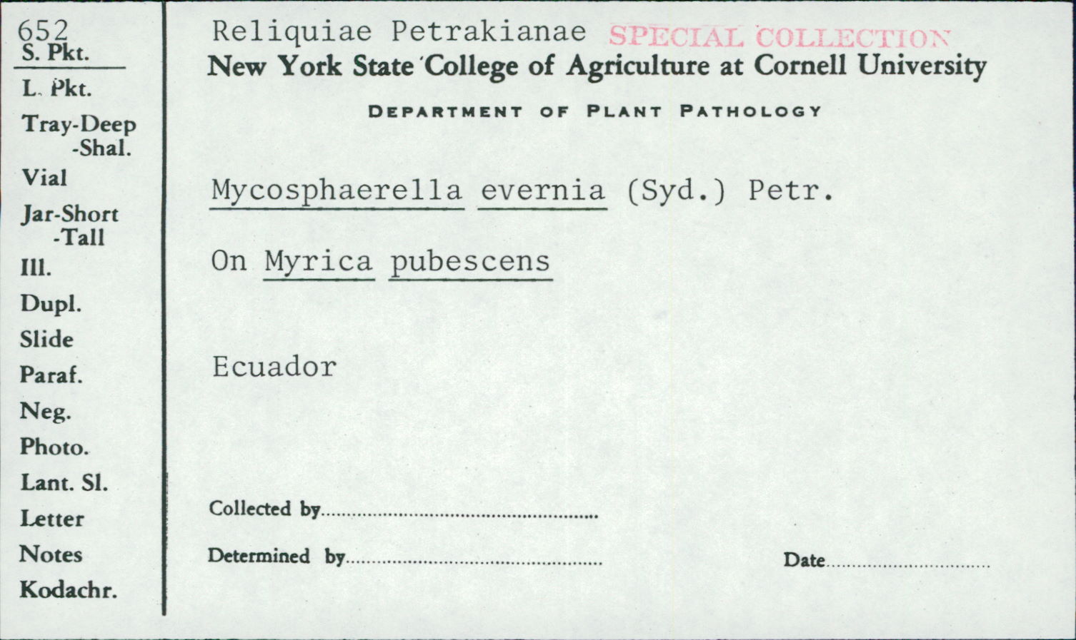 Mycosphaerella evernia image
