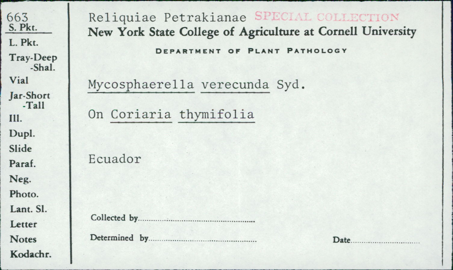 Mycosphaerella verecunda image