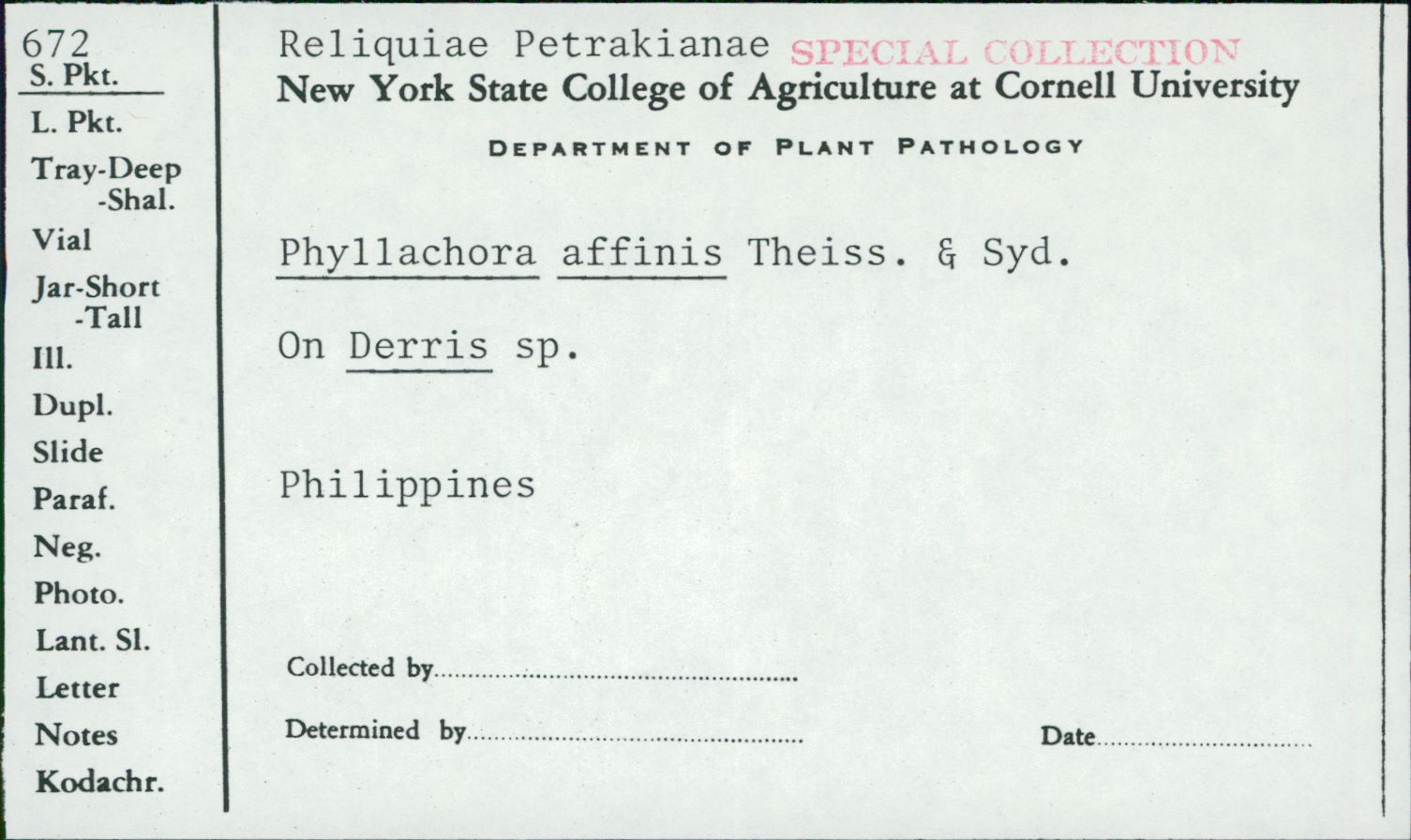 Phyllachora affinis image