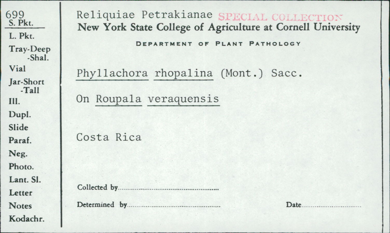 Phyllachora rhopalina image