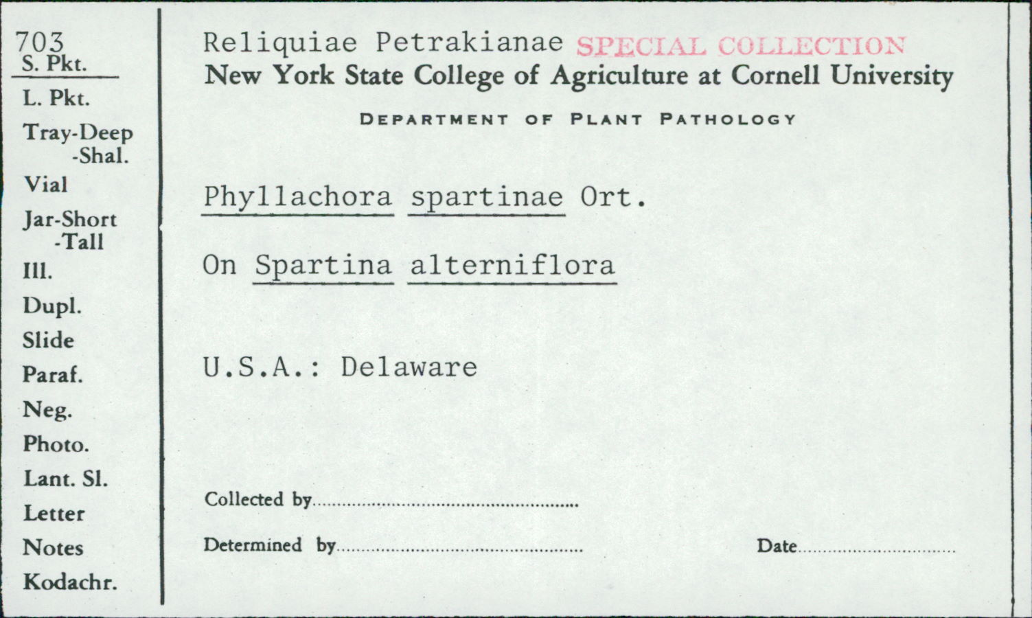 Phyllachora spartinae image