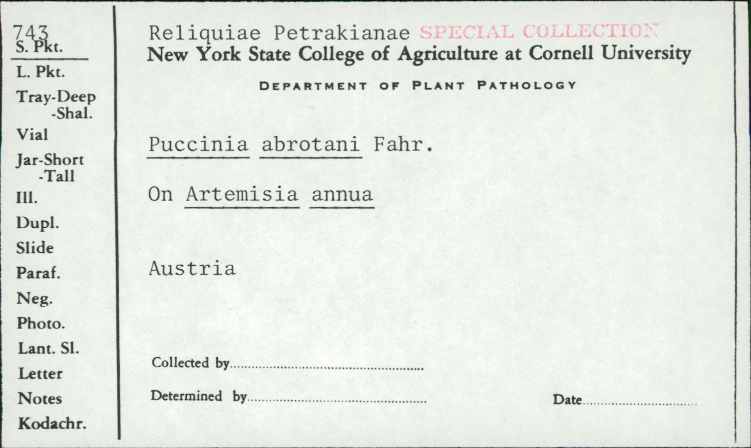 Puccinia abrotani image