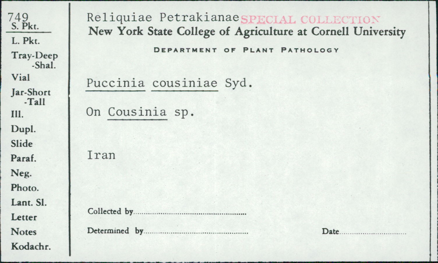 Puccinia cousiniae image