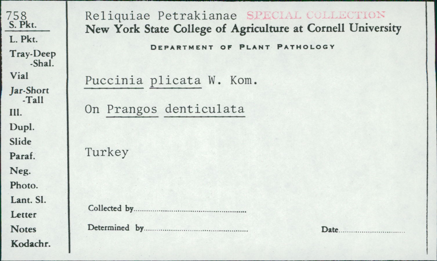 Puccinia plicata image