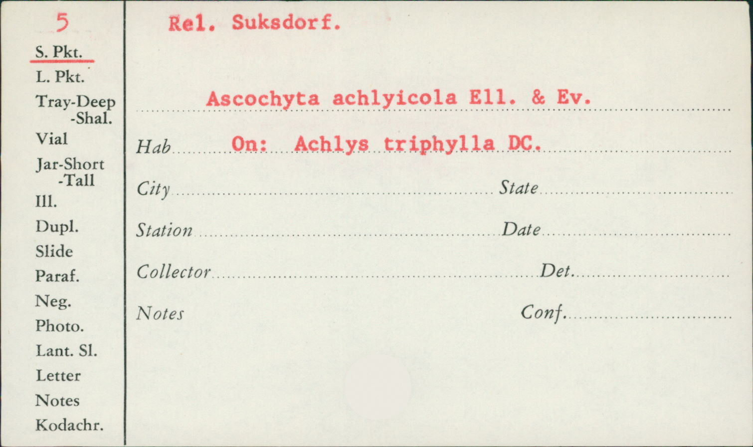 Ascochyta achlyicola image