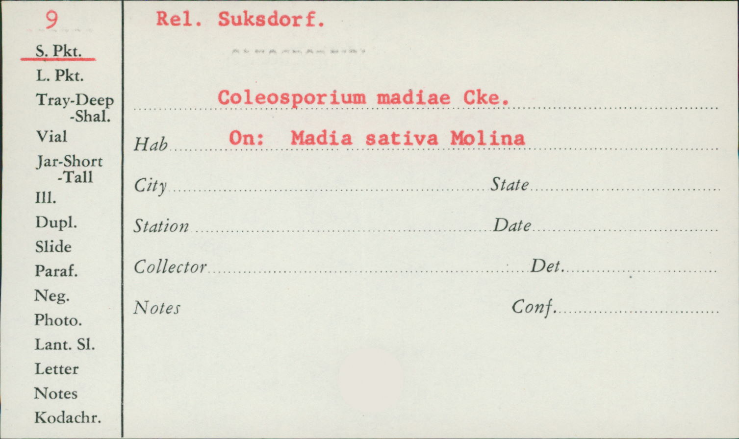 Coleosporium madiae image