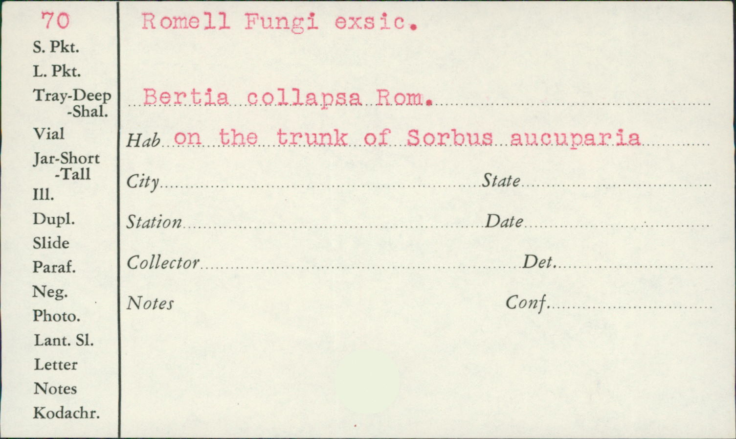 Nitschkia collapsa image