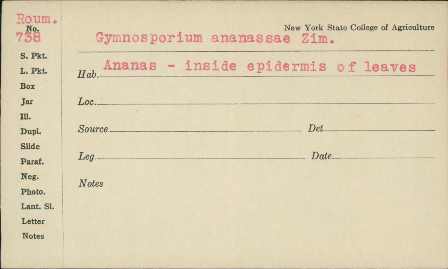 Gymnosporium ananassae image