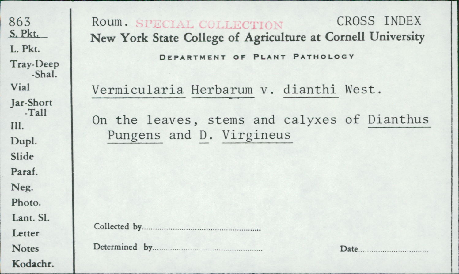 Vermicularia herbarum var. dianthi image