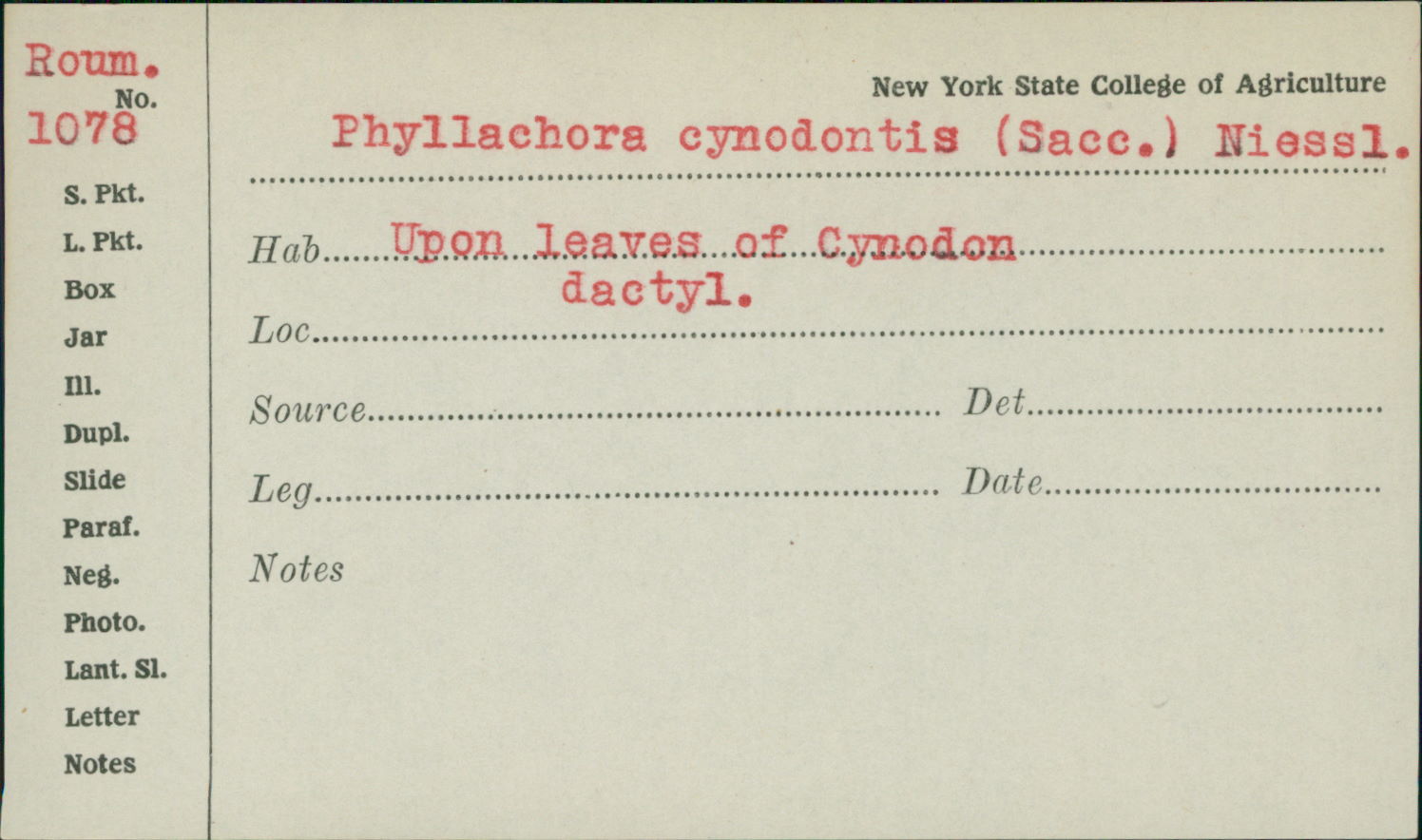 Phyllachora cynodontis image