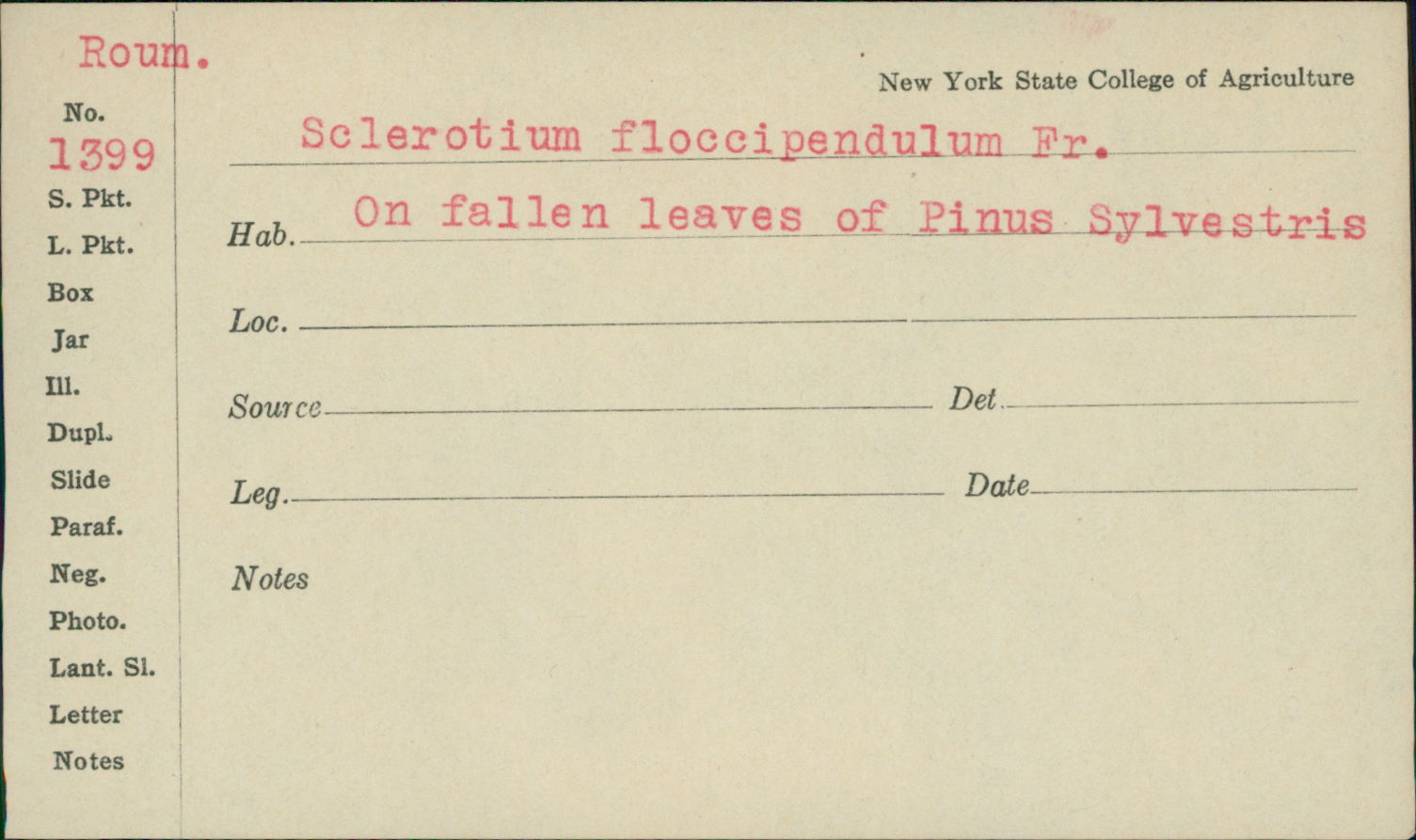 Sclerotium floccipendulum image