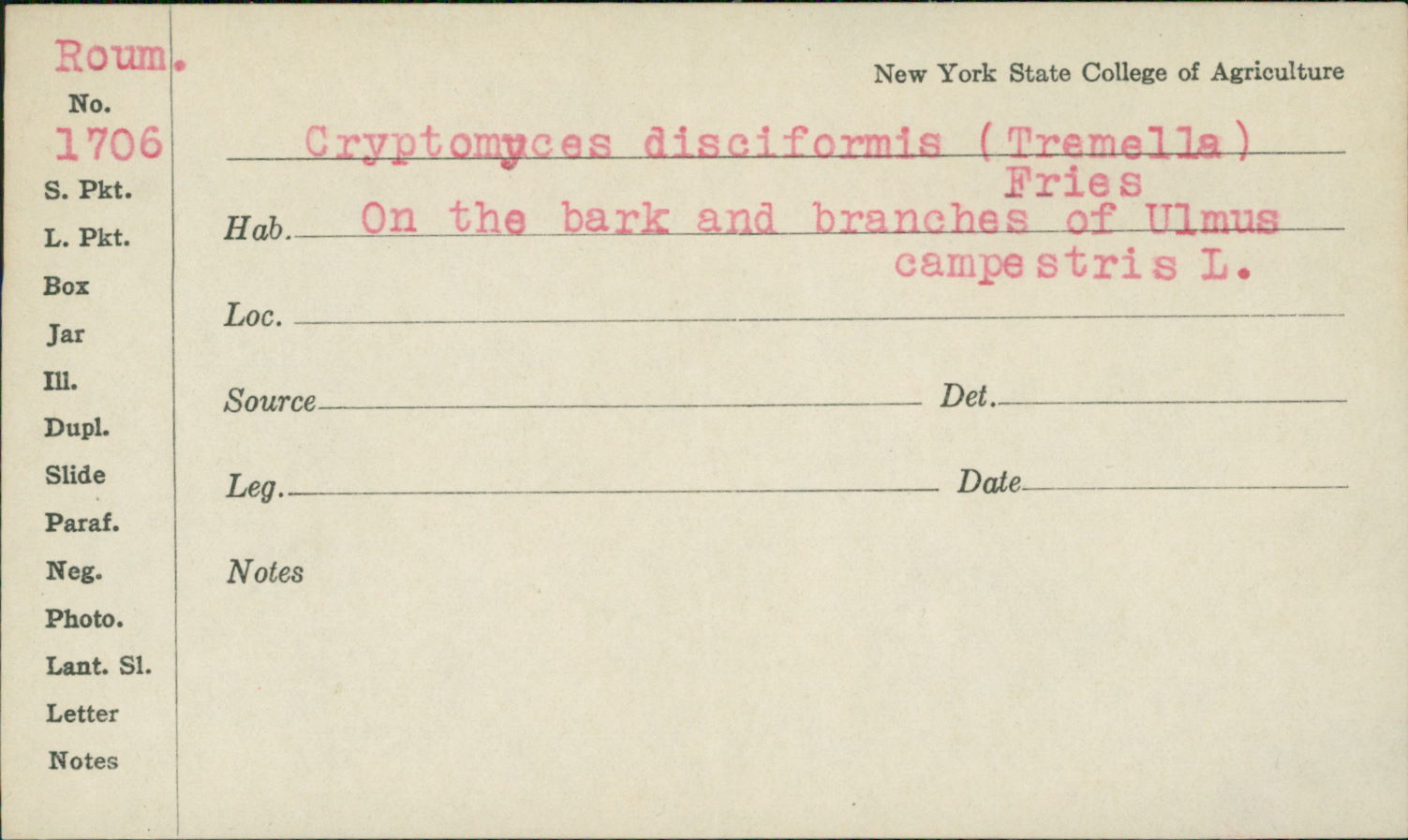 Cryptomyces disciformis image