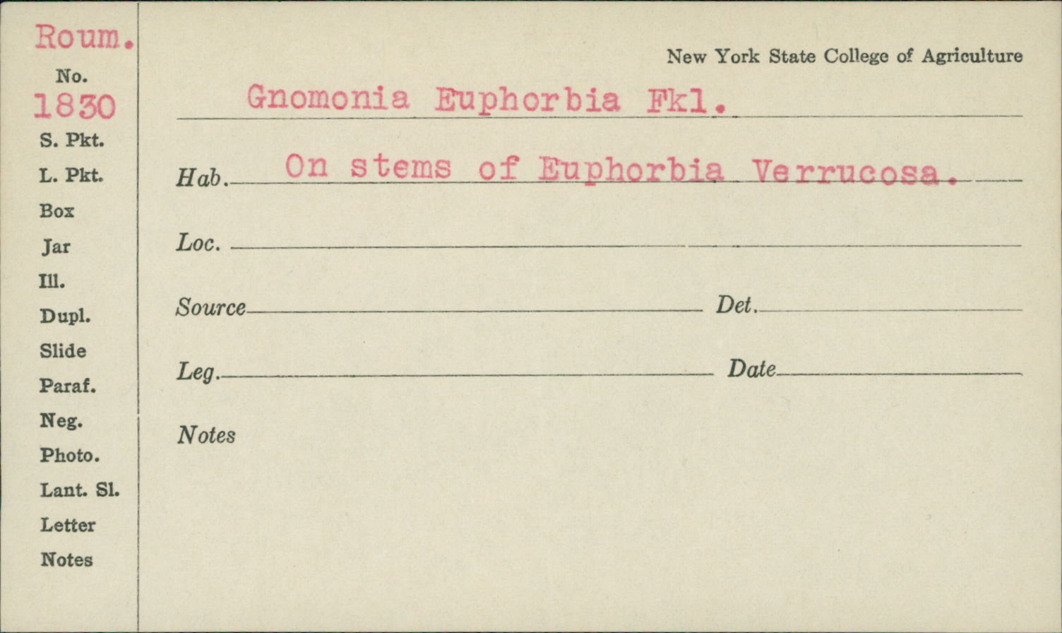Gnomonia euphorbiae image
