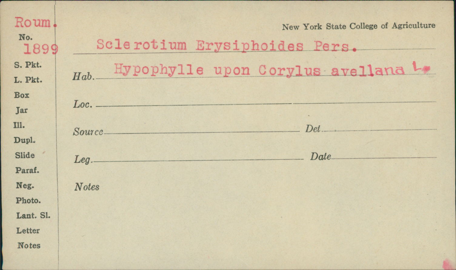 Sclerotium erysiphoides image