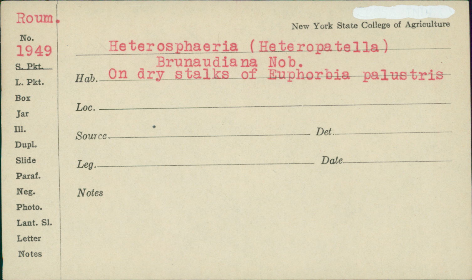 Heterosphaeria brunaudiana image