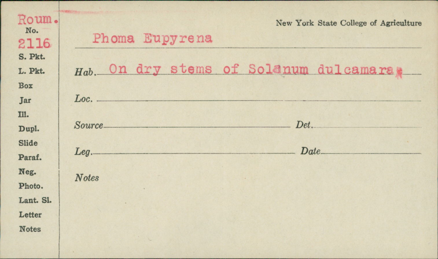 Phoma eupyrena image