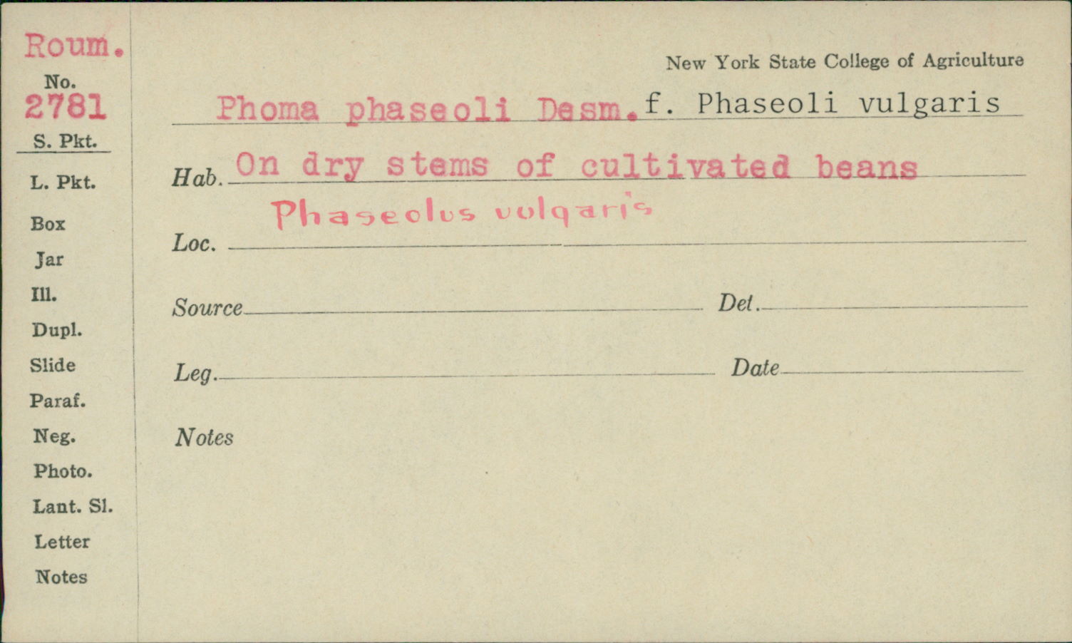 Phoma phaseoli image