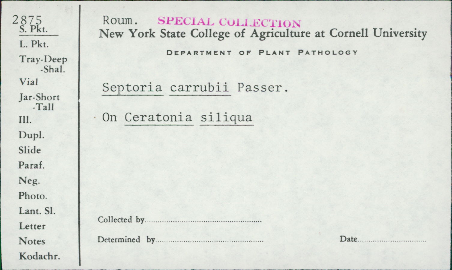 Septoria carrubi image