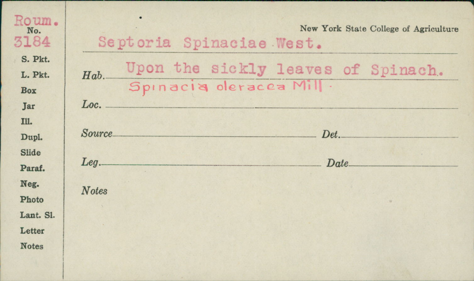 Septoria spinaciae image