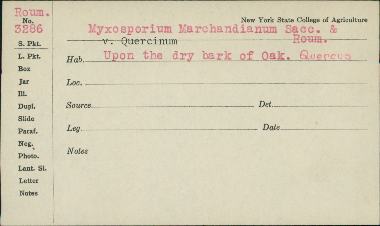 Myxosporium marchandianum image