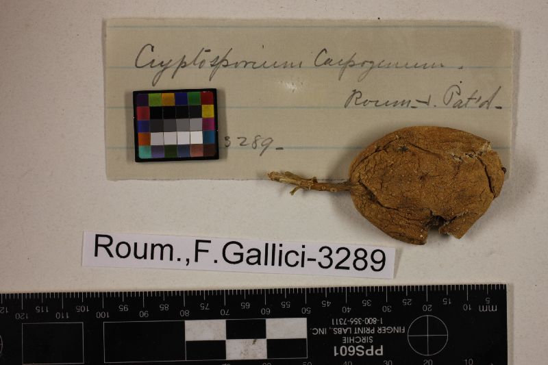 Cryptosporium carpogenum image