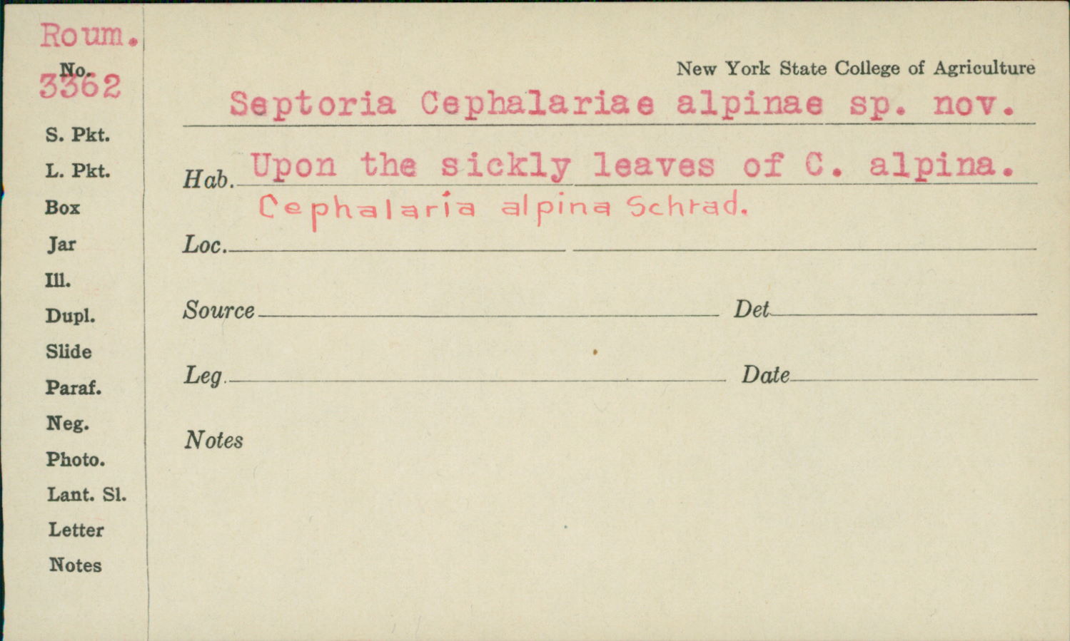 Septoria cephalariae-alpinae image