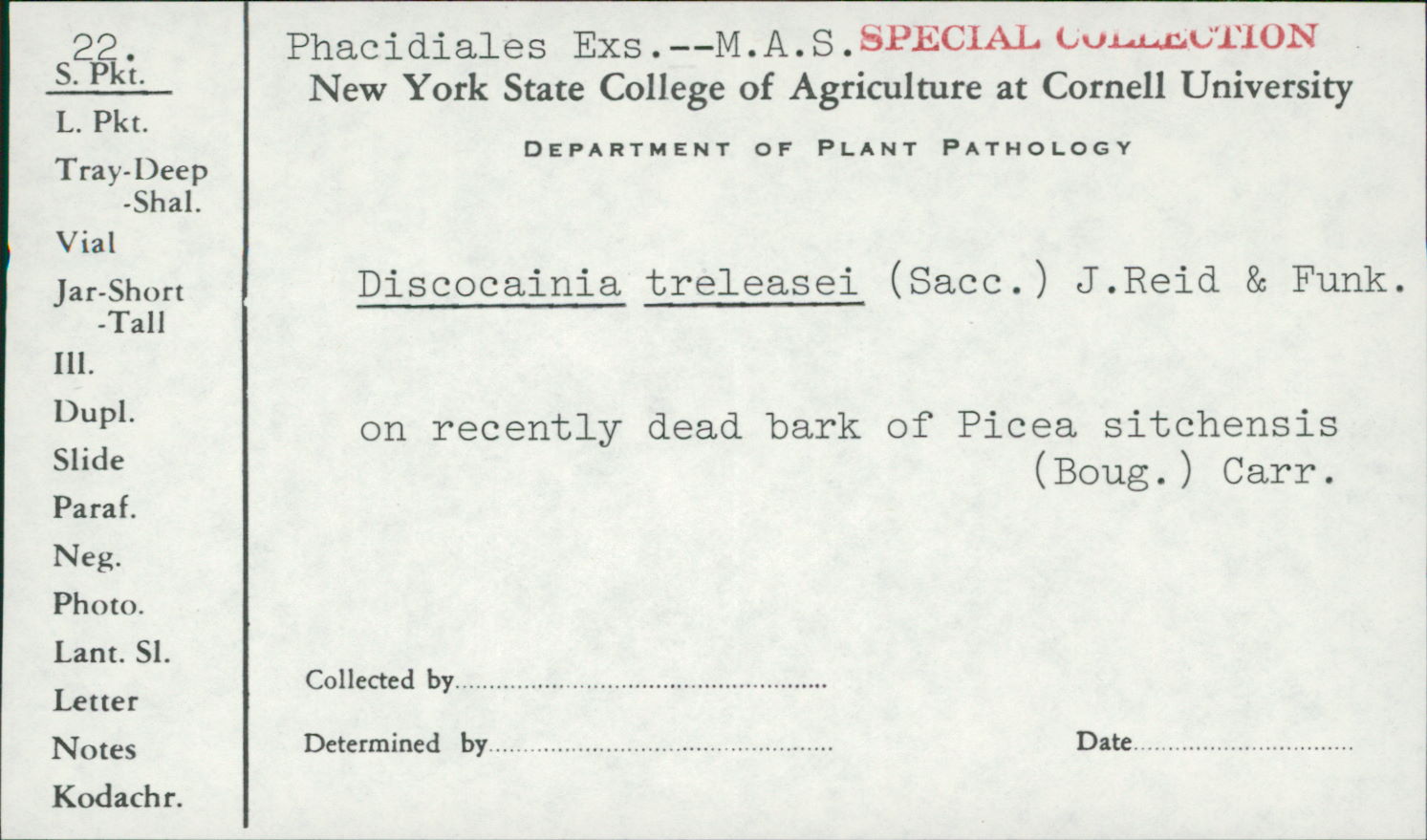 Discocainia treleasei image