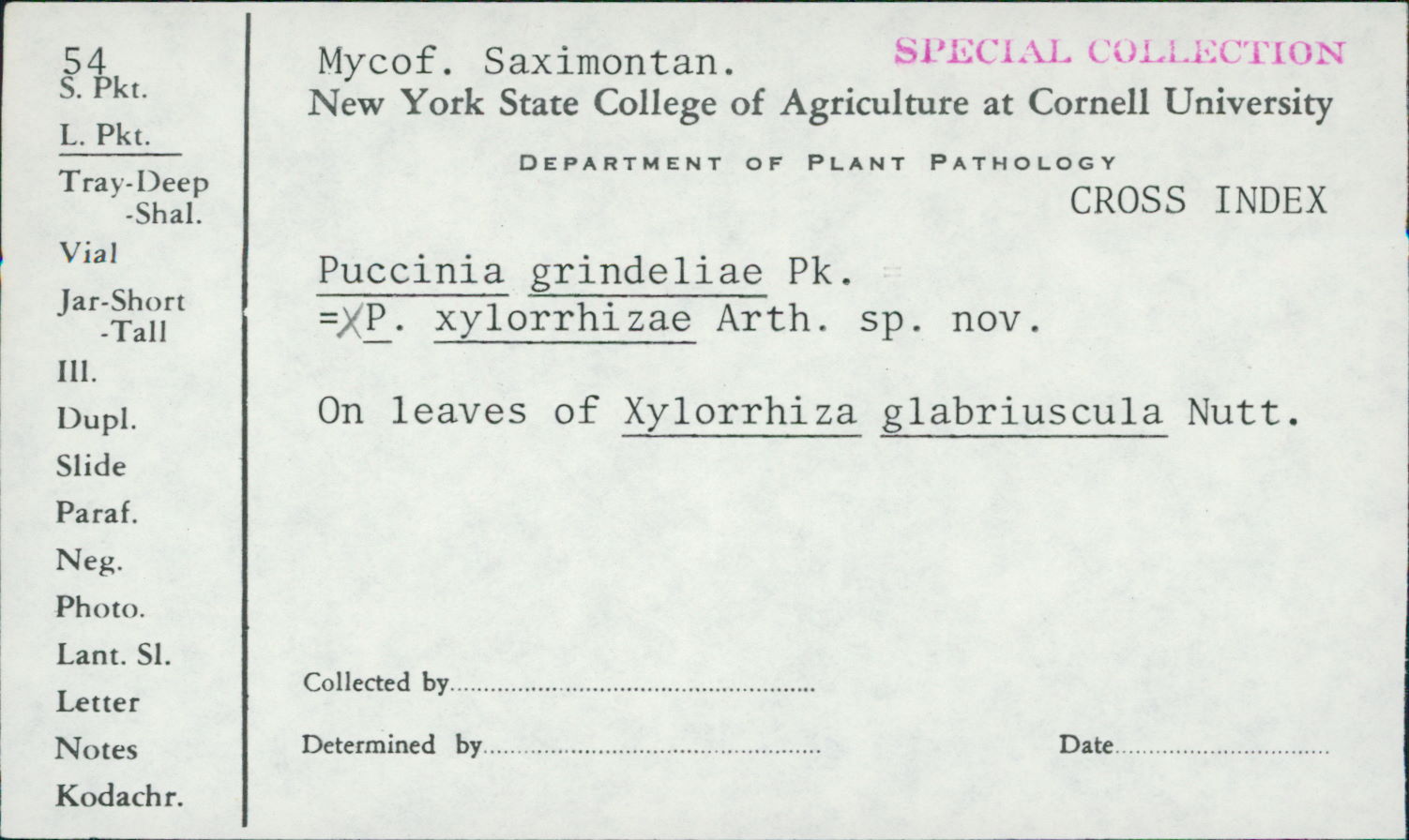 Puccinia xylorrhizae image