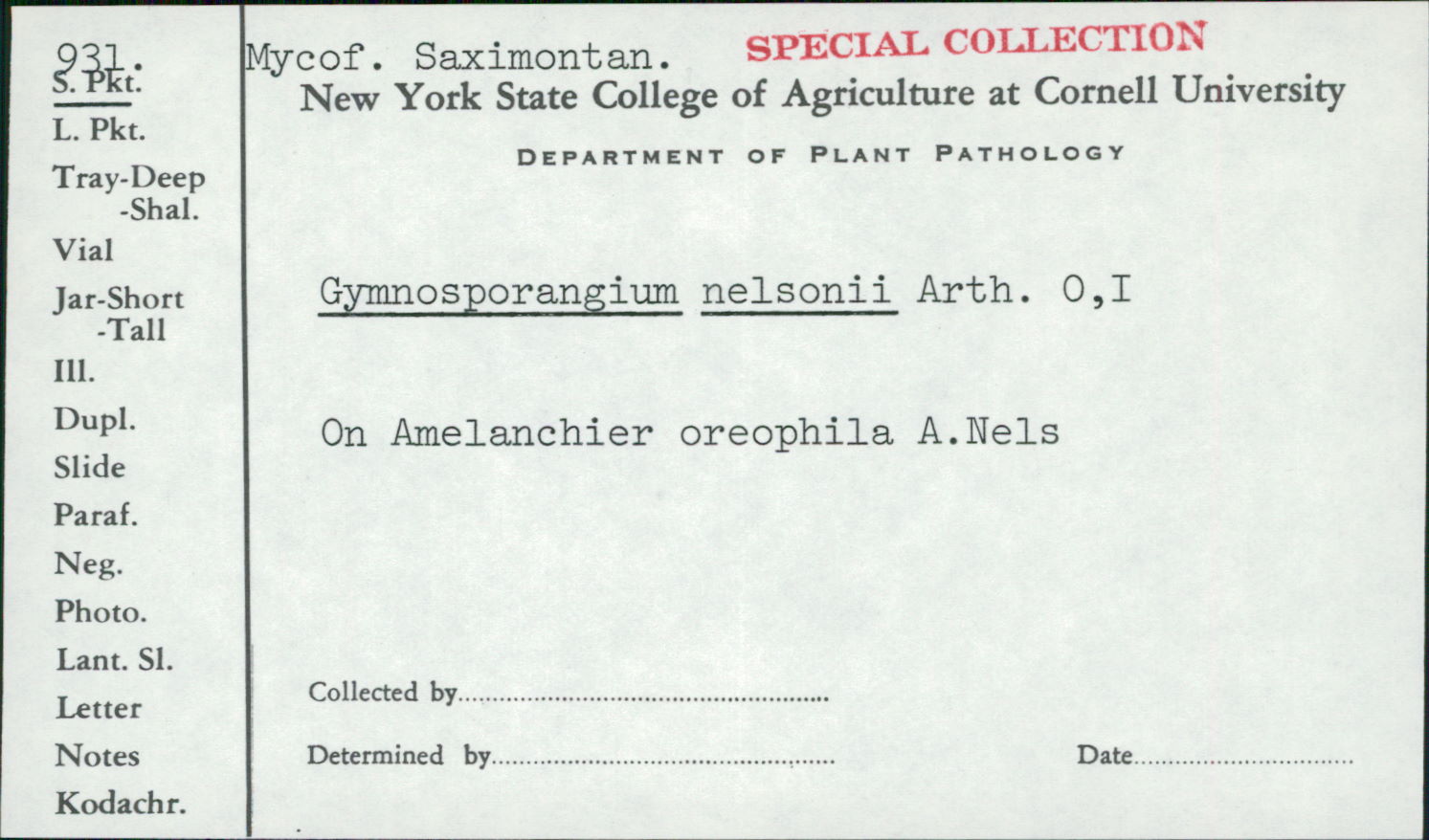 Gymnosporangium nelsonii image